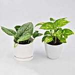 Duo of Money Plants