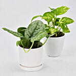 Duo of Money Plants