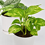 Duo of Money Plants