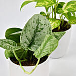 Duo of Money Plants