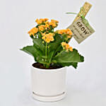 Grow With Me Kalanchoe Plant