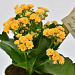 Grow With Me Kalanchoe Plant