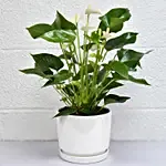 Love you Dad Anthurium Plant