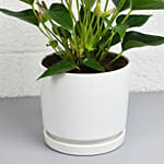 Love you Dad Anthurium Plant