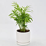 Low Maintenance Chamaedorea Plant