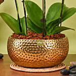 White and Yellow Mini Orchid in Designer Base