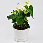 White Anthurium Plant In Pineapple Design Pot