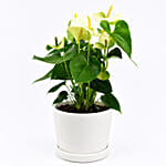 White Anthurium Plant In Pineapple Design Pot