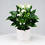White Anthurium Plant