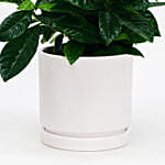 Beautiful Gardenia Jasmine Plant
