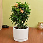 Beautiful Ixora Flower Plant In Ceramic Pot