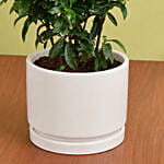 Beautiful Ixora Flower Plant In Ceramic Pot
