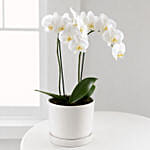 White Phalaenopsis Orchid Plant