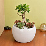 Bonsai & Fittonia Plant In Platter Planter