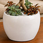 Bonsai & Fittonia Plant In Platter Planter