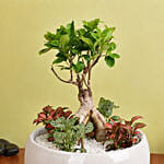 Bonsai & Fittonia Plant In Platter Planter