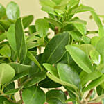 Bonsai & Fittonia Plant In Platter Planter