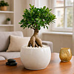 Bonsai Plant In Green Pot