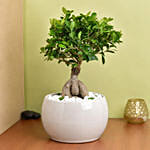 Bonsai Plant In Green Pot