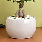 Bonsai Plant In Green Pot