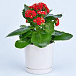 Bright Kalanchoe Plant In Pot
