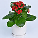 Bright Kalanchoe Plant In Pot