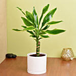 Dracaena Plant Small