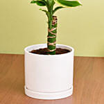 Dracaena Plant Small