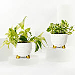 Golden and Joy Money Plant Plant Set