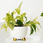 Golden and Joy Money Plant Plant Set
