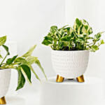 Golden and Joy Money Plant Plant Set