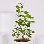 Jasmine Flowering Plant