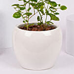 Jasmine Flowering Plant