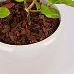 Jasmine Flowering Plant