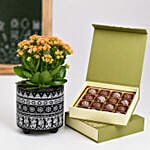 Kalanchoe Plant And Chocolates Combo