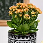 Kalanchoe Plant And Chocolates Combo