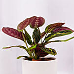 Maranta Potted Plant