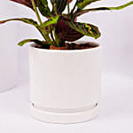 Maranta Potted Plant