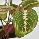 Maranta Potted Plant