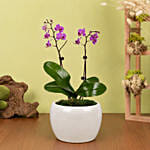 Mini Pink Holland Orchid Arrangement