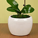Mini Pink Holland Orchid Arrangement