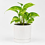 Money Plant in Deisgner Pot