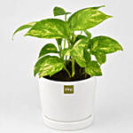 Money Plant in Deisgner Pot