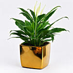 Peace lily in Matt Black Planter