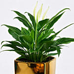 Peace lily in Matt Black Planter