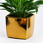Peace lily in Matt Black Planter