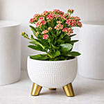 Pink Kalanchoe In Ceramic Pot