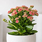 Pink Kalanchoe In Ceramic Pot