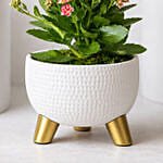 Pink Kalanchoe In Ceramic Pot