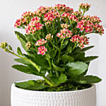 Pink Kalanchoe In Ceramic Pot